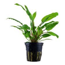Cryptocoryne (Cryptocoryne wendtii)